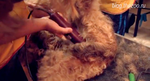 Airedale Terrier szőrtelenítés - Szépségápolási és vágás