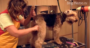 Grooming airedale terrier - tuns și tuns