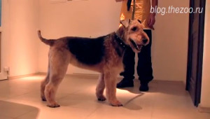 Grooming airedale terrier - tuns și tuns