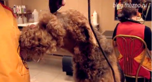 Grooming airedale terrier - tuns și tuns