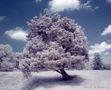 Fotografie Ik, cum se face o fotografie în infraroșu, un blog despre fotografie și microstock