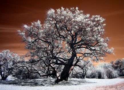 Fotografie Ik, cum se face o fotografie în infraroșu, un blog despre fotografie și microstock