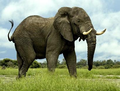 Interesante figuri și fapte despre elefanți