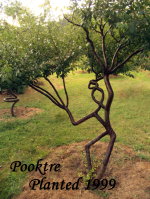Мистецтво pooktre (арбоскульптури) - мистецтво сплітати стовбури
