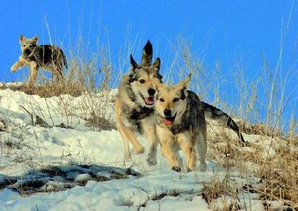 Istoria câinilor canis, arheologi, închinarea câinilor, cimitirul de câini, cea mai veche rasă de câini