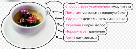 Іван-чай і нирки лікувальні властивості, протипоказання