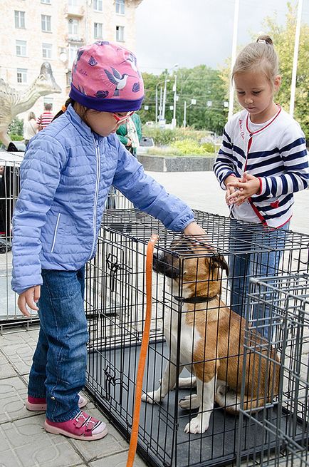 De la Muzeul Darwinian - acasă! Expoziția de fotografii a animalelor fără stăpân - zooinform-city