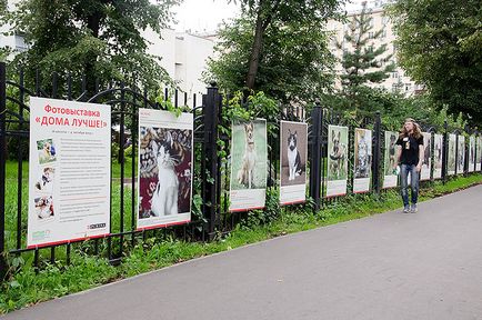 De la Muzeul Darwinian - acasă! Expoziția de fotografii a animalelor fără stăpân - zooinform-city