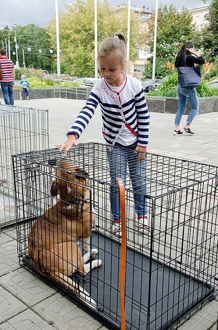 З дарвіновського музею - додому! Фотовиставка бездомних тварин - зооінформ-сіті