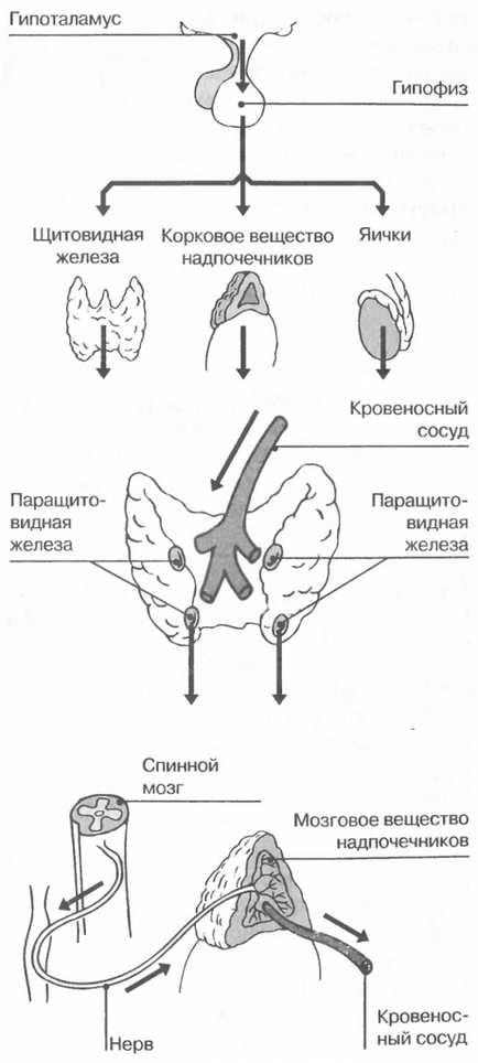 Cum acționează hormonii