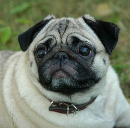 Cum să pregătești un pug