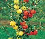 Care sunt regulile de udare a unei grădini și pomi fructiferi în căldură