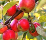 Які правила поливу городу і плодових дерев в спеку