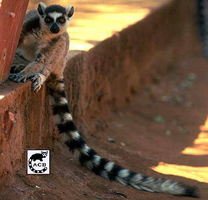 Ceea ce emite lemuri în lemuri lexicon sunt cuvintele ptang, frink, chiip și huuu