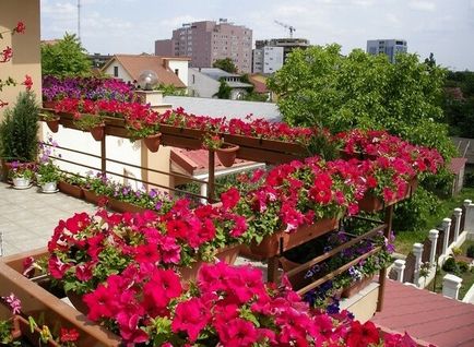 Cum ar fi cum să crească flori pe balcon, înțelegem nuanțele