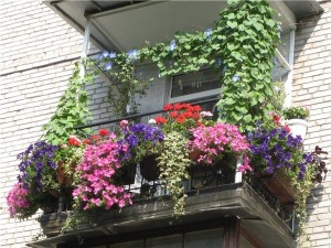 Hogyan és mit lehet virágot az erkélyen, megértjük az árnyalatok
