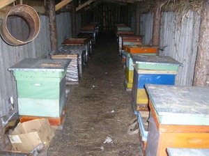 Яким чином відбувається зимівля сімей бджіл у спеціальному сараї при оптимальній температурі