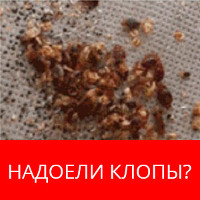 Как да се отървем от мравки в частен дом народни средства