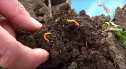 Cum să scapi de un worm - un blog de sfaturi utile pentru grădinari