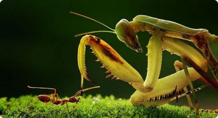 Cum furnica a învins mantisul