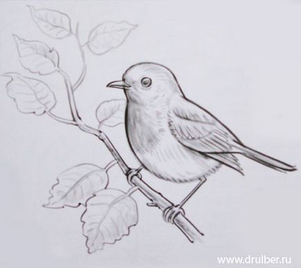 Як намалювати пташку олівцем поетапно