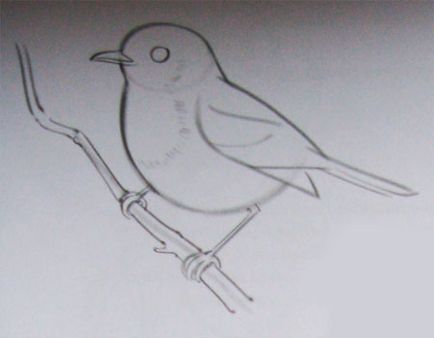 Як намалювати пташку олівцем поетапно
