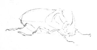Як намалювати жука-носорога поетапно