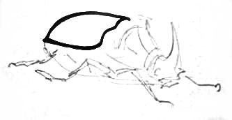 Cum de a desena un gândac de rinocer în etape