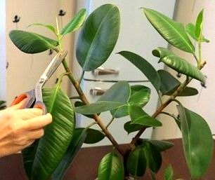 Cum să tăiați corect un ficus și să formați coroana unei plante