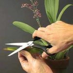 Як обрізати фікус правильно і сформувати крону рослини