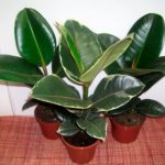 Cum să tăiați corect un ficus și să formați coroana unei plante