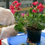 Як обрізати фікус правильно і сформувати крону рослини