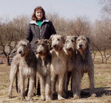 Cum să pregătești un câine de vânătoare