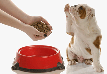 Milyen mennyiségű száraz élelmiszer adhat egy kutya