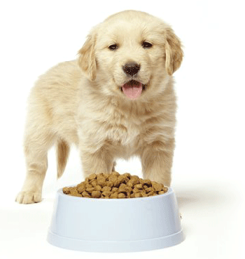 Cât de multă hrană uscată pot da unui câine