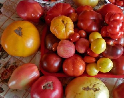 Як пасинкувати помідори правильно в теплиці і відкритому грунті (відео, фото, схема), які сортів не