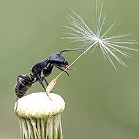 Cum de a învinge furnicile de gradina! Littleone 2009-2012