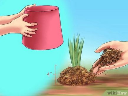 Як підготувати цибулину кали до зими