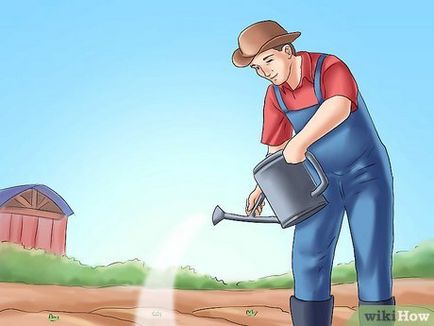 Як підготувати цибулину кали до зими