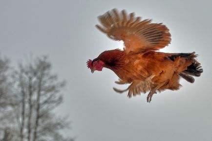 Cum să tăiem aripile găinilor și de ce este nevoie, provizii - se deplasează în sat