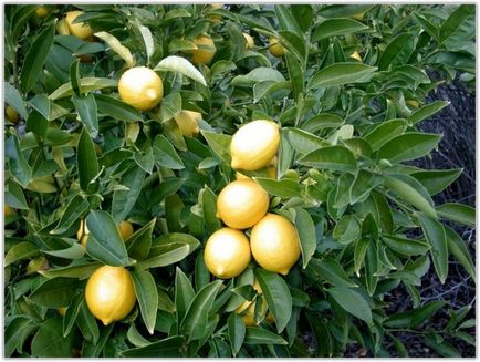 Як посадити лимон з кісточки в домашніх умовах