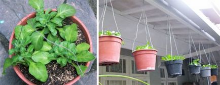 Cum să plantați petunia pe răsaduri
