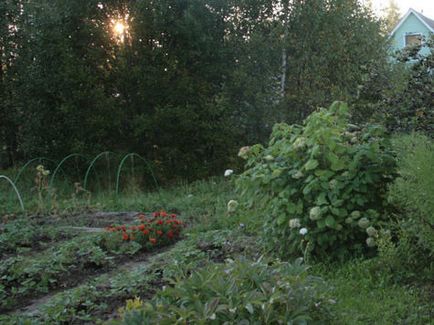 Cum să plantezi grădina potrivită, încărcând-o cu energie pozitivă - societate