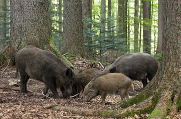 Як спіймати кабана живим