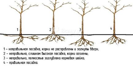 Як правильно посадити саджанці плодових дерев і чагарників, схема