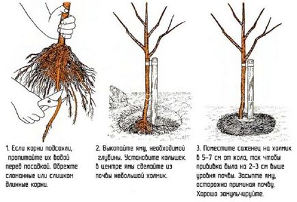 Як правильно посадити саджанці плодових дерев і чагарників, схема