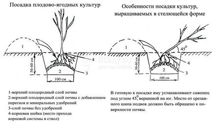 Cum să plantezi în mod corespunzător răsaduri de pomi fructiferi și arbuști, scheme