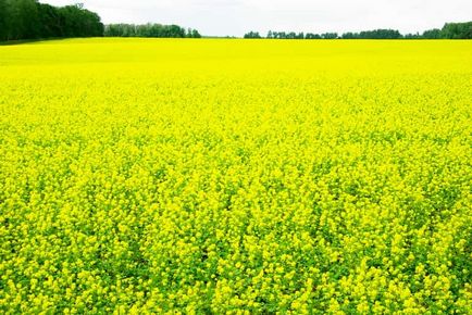 Як застосовувати гірчицю як добриво для городу