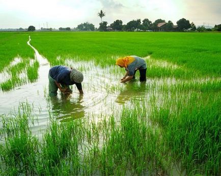 Hogyan növekszik a rizs - egy videót a termesztési technikák és módszerek