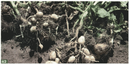 Як самому виростити насіннєву картоплю